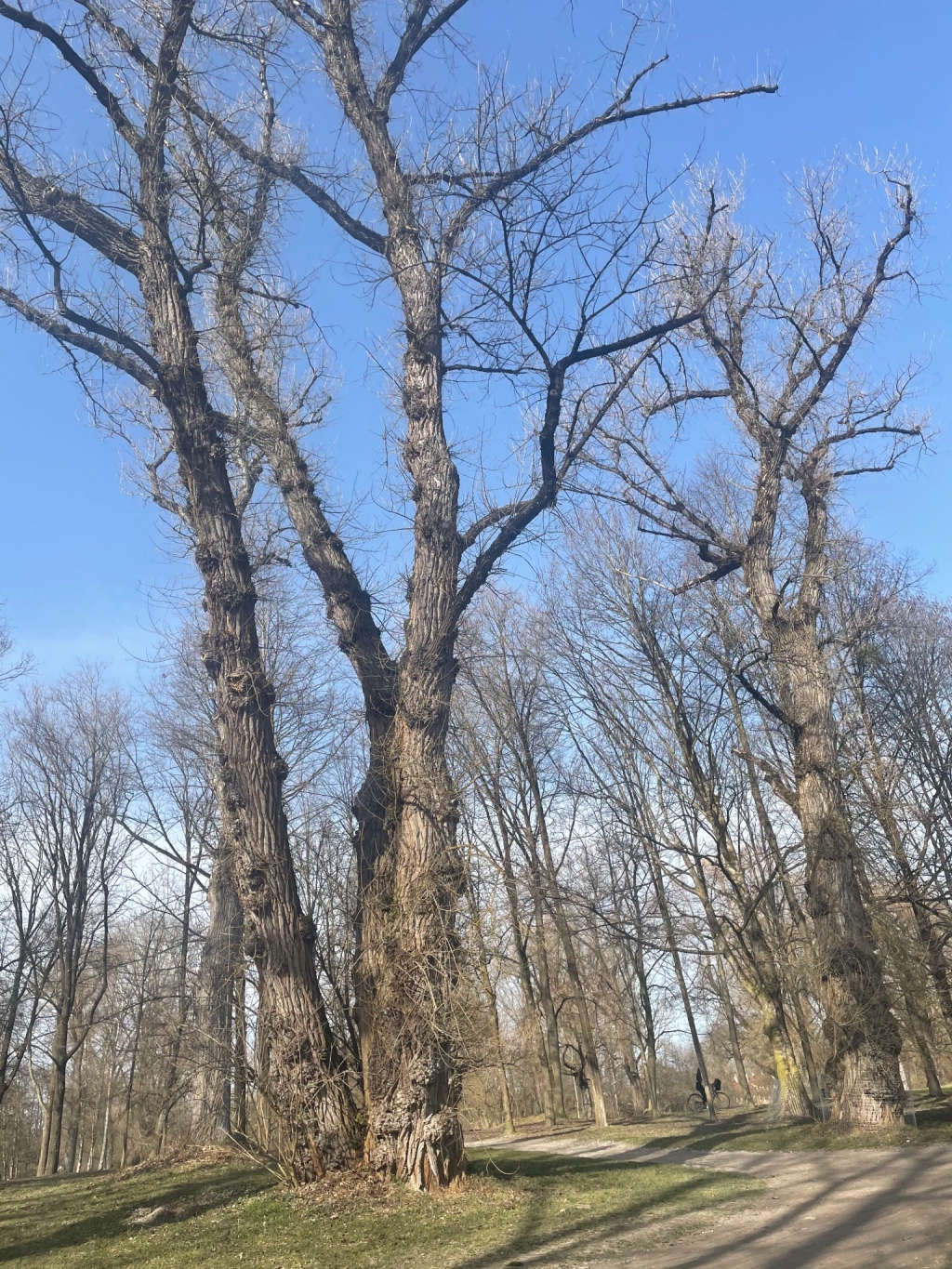 These Trees